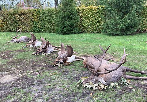 Damhirschjagd in Bockerek