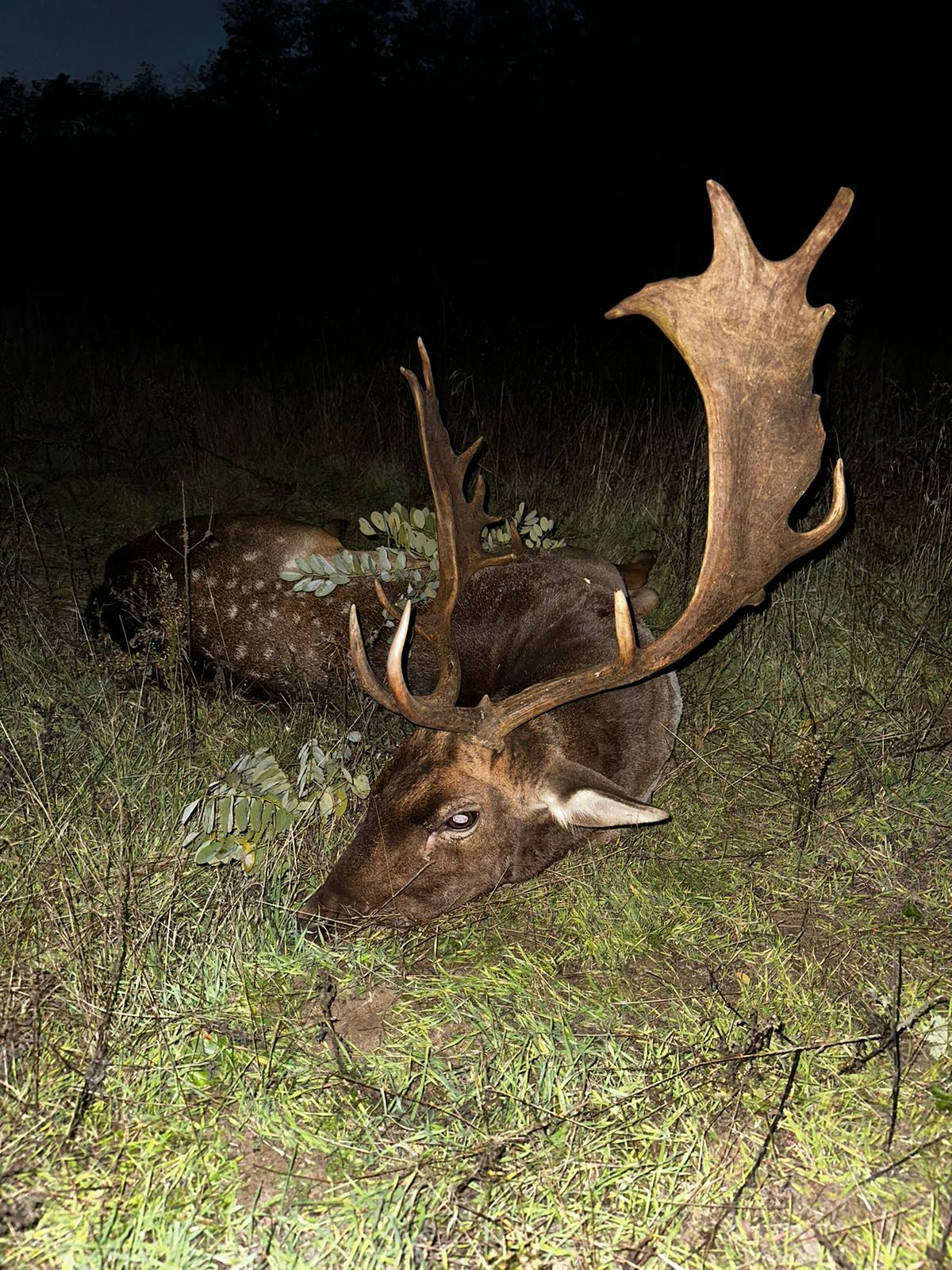 Damhirschjagd in der nähe Budapest - Damhirsche um 3,0-3,5 kg