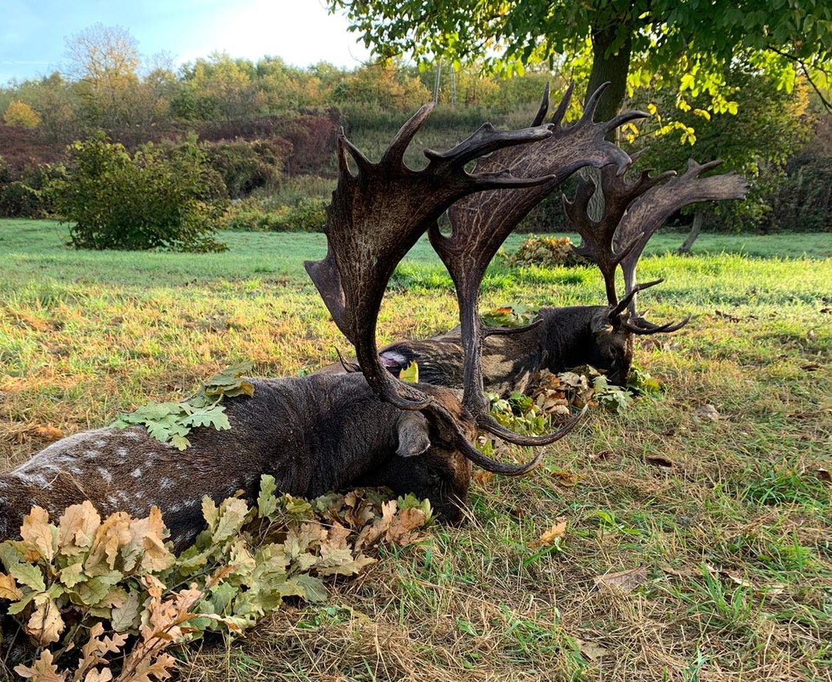 Damhirschjagd in Süd - Ungarn (Újpetre)