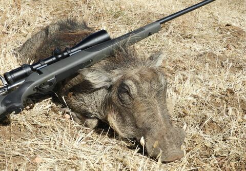 Wildschadenjagd auf Warzenschwein in Süd-Afrika
