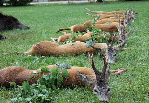 Rehbockjagd bei der Plattensee (Siófok)