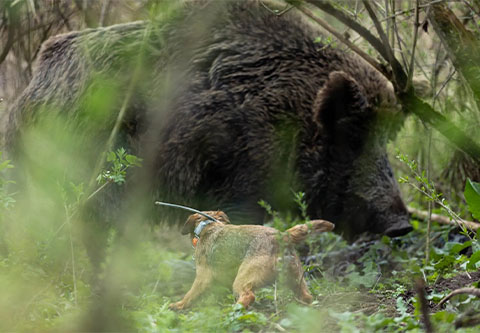 Drückjagd bei der Plattensee