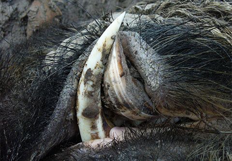 Keilerjagd in Süd - Ungarn (Gemenc Staatsrevier)