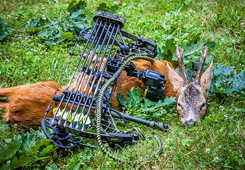 Bogenjagd Sommer - Gemenc