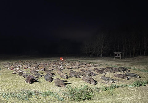Riegeljagd bei der Plattensee - Gyóta