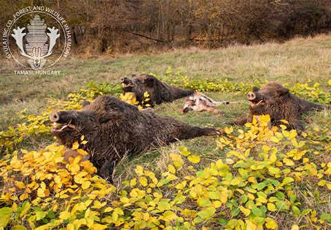 Keiler und Kahlwildjagd in Gyulaj