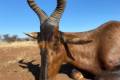 Namibia Antilope Safari 2023