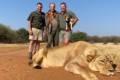 Kafferbüffel Jagd in Süd-Afrika