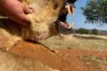 Löwe und Krokodiljagd in Süd - Afrika