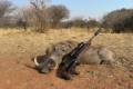 Wildschadenjagd auf Warzenschwein in Süd-Afrika