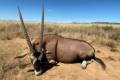 Jagd in Grün Kalahari Jagdgebiet