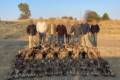 Drückjagd auf Warzenschwein in Süd - Afrika