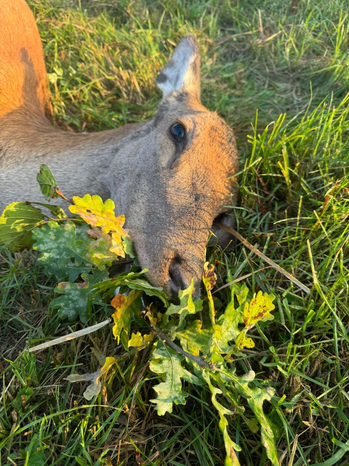 Schwarzwild und Kahlwildjagd in West - Ungarn