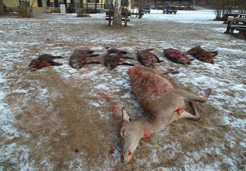 Paketangebot für Jagdfreunde in West-Ungarn (Staatsrevier)