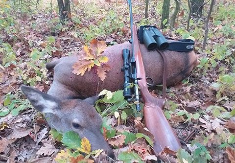 Kahlwild und Schwarzwildjagd in berühmtes Kaszó Jagdrevier