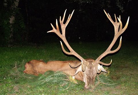 Rothirschjagd in Mittel - Ungarn (Forstrevier)