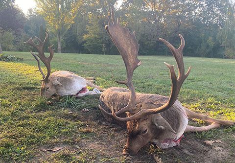 Abnorm Damhirschjagd in Süd-Ungarn