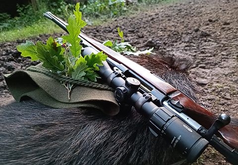 Keiler und Kahlwildjagd direkt bei der österreichsiche Grenze (Privatrevier)
