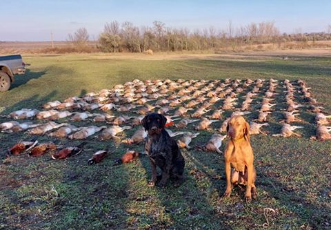 Niederwildjagd Martfű