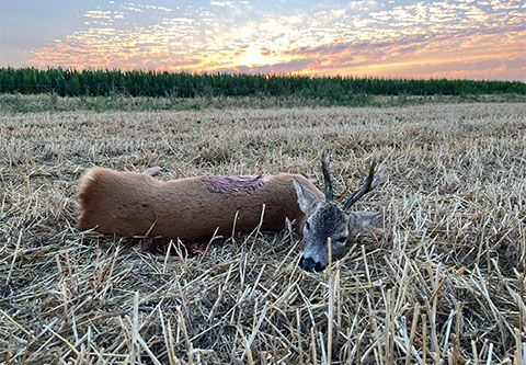 Rechbockjagd in der nähe Szolnok