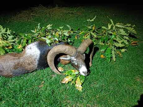 Muffelwidderjagd in Nord - Ungarn (Gatterjagd)