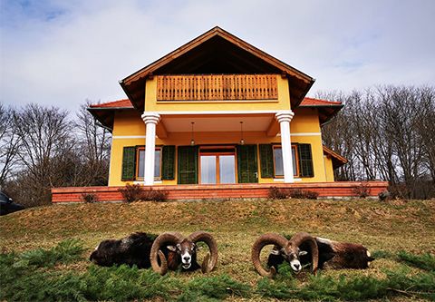 Muffeljagd in West - Ungarn (Privatrevier - Jagdgatter 700 ha)