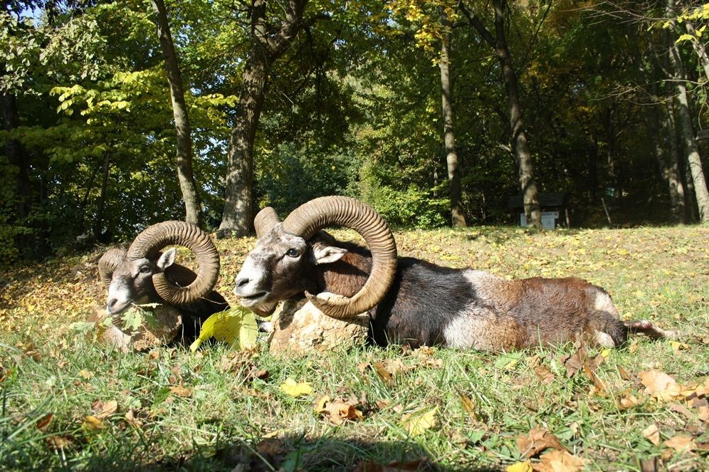 Muffeljagd in West-Ungarn