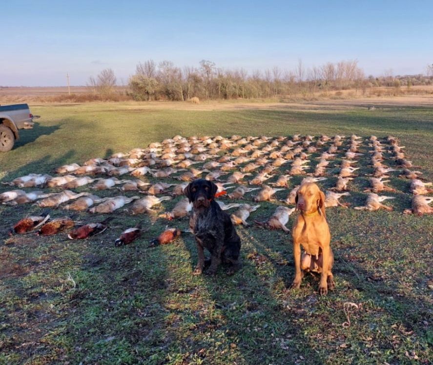 Niederwildjagd Martfű
