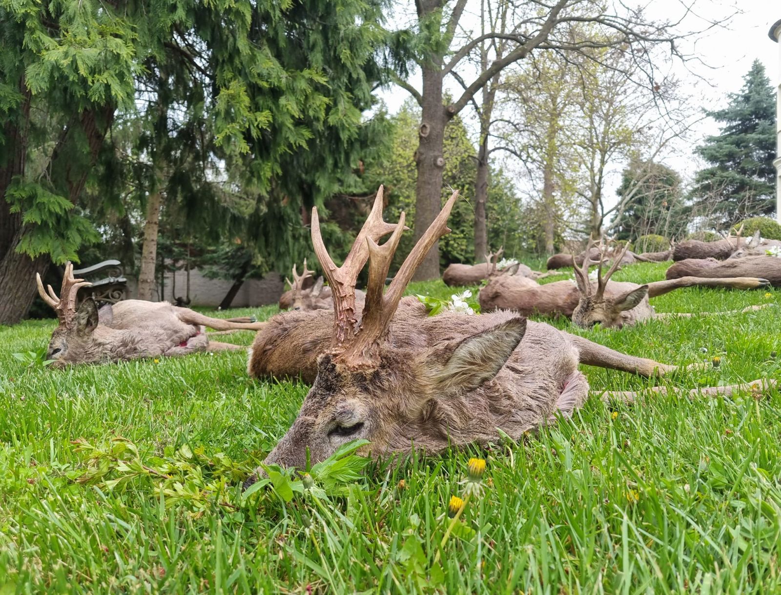 Rehbockjagd direkt bei der österreichische Grenze