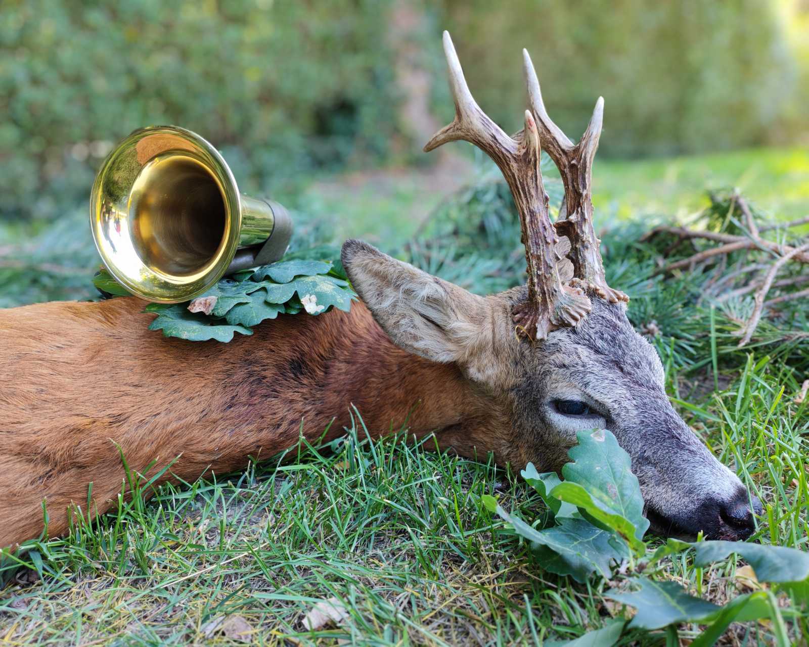 Rehbockjagd in West - Ungarn (Somló)