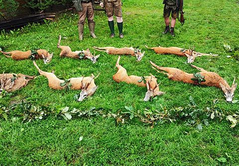 Rehbockjagd mit Fixpreisen in West - Ungarn