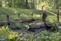 Damhirschjagd in West - Ungarn