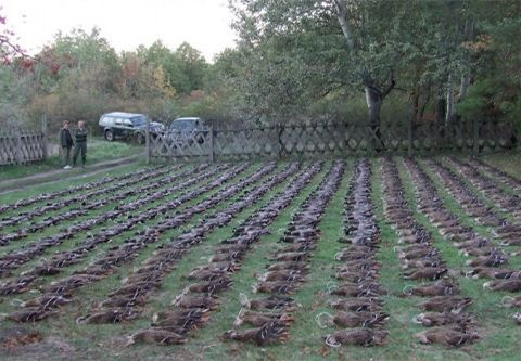 Aufgezogene Entenjagd