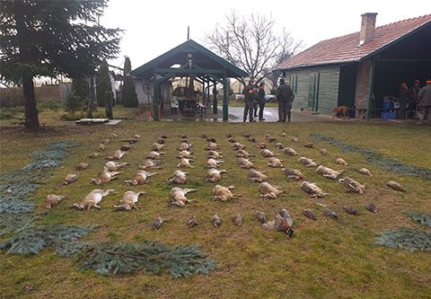 Niederwildjagd in Süd - Ungarn (Röszke)