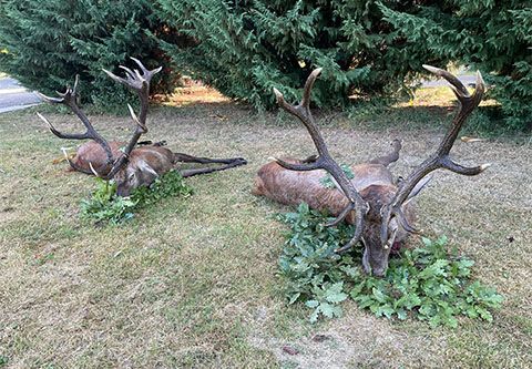 Rothirschjagd in West - Ungarn in der nähe Sárvár