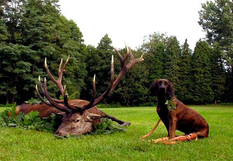 Rothirschjagd in weltberühmtes SEFAG Jagdrevieren