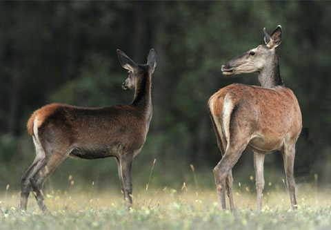 Kahlwildjagd in Komitat Somogy