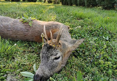 Rehbockjagd direkt bei der österreichische Grenze
