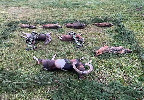 Bogenjagd in Süd - Ungarn (Privatrevier - Jagdgatter)