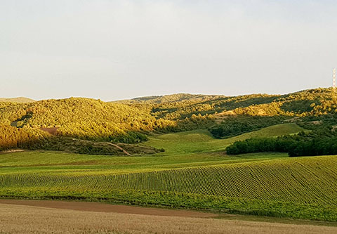 Rothirschjagd in Nord - Ungarn mit Fixpreisen