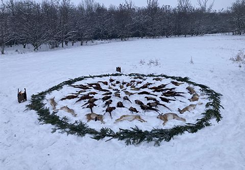 Niederwildjagd in der nähe Szentes