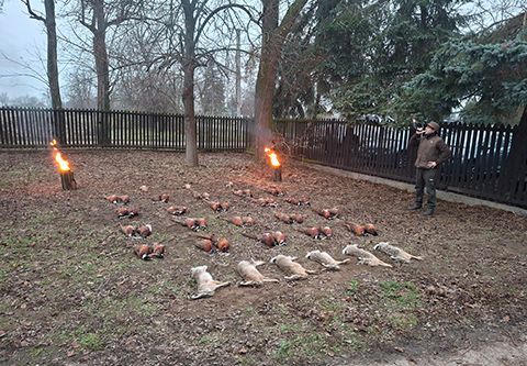 Niederwildjagd in Komitat Csongrád