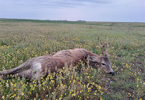 Rehbockjagd in Komitat Szolnok