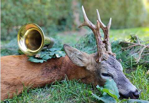 Rehbockjagd in West - Ungarn (Somló)