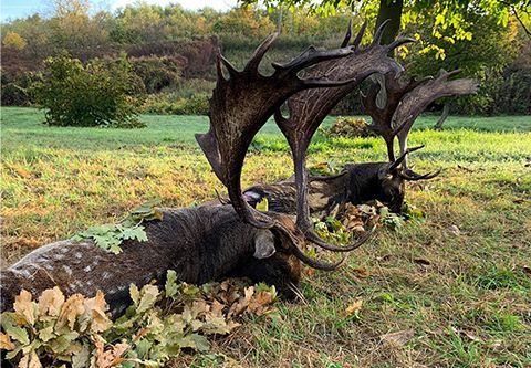 Damhirschjagd in Süd - Ungarn (Újpetre)