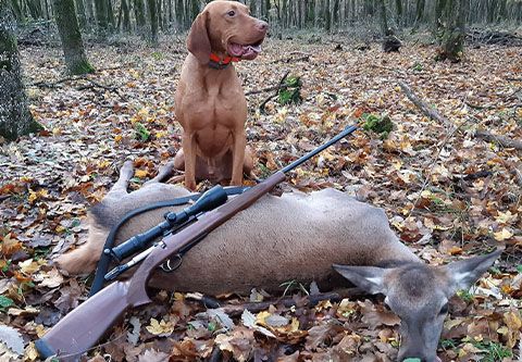 Schwarzwild - Kahlwildjagd bei der Plattensee