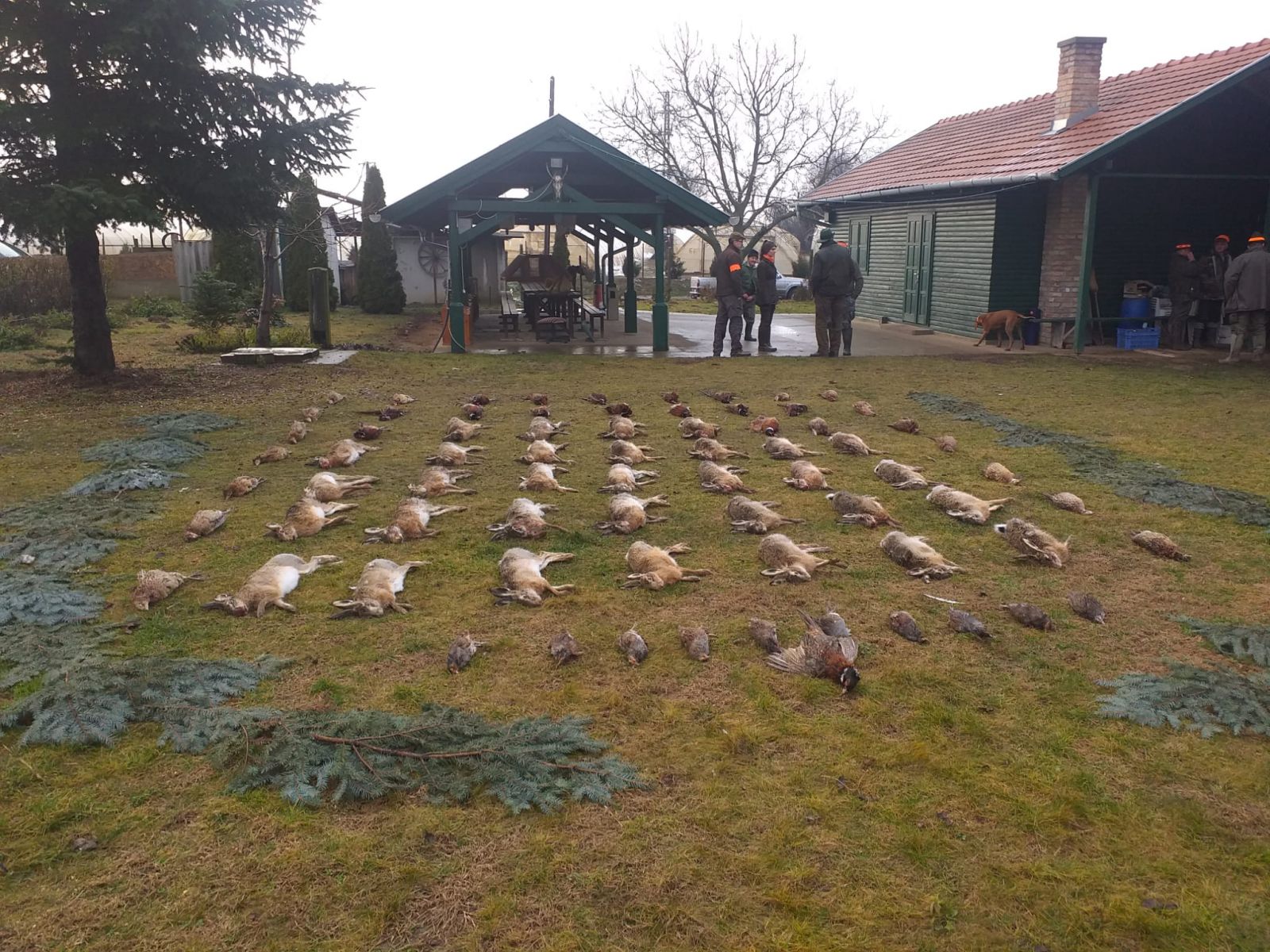 Niederwildjagd in Süd - Ungarn (Röszke)