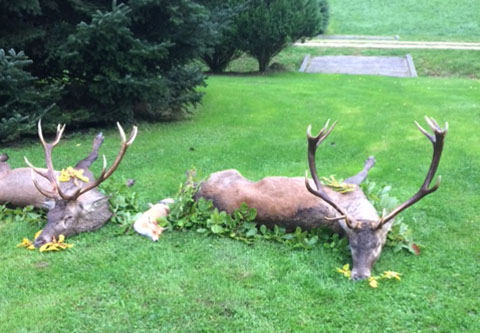 Rothirsch pauschalangebot in West-Ungarn (Staatsrevier)