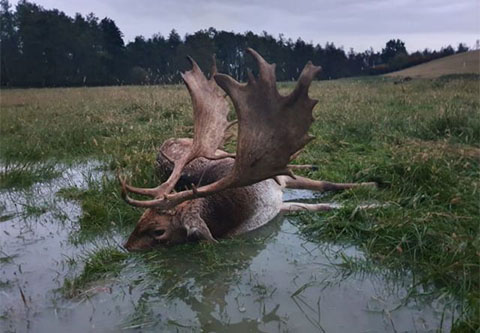Damhirsch pauschalangebot in West-Ungarn (Staatsrevier)